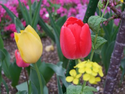 花のある商店街荏田近隣センター

