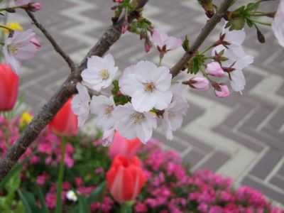 花のある商店街荏田近隣センター
