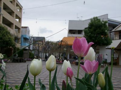 花のある商店街荏田近隣センター
