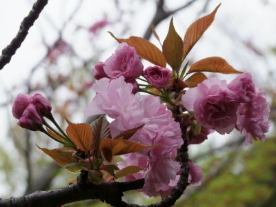 ささぶねの道（八重桜）
