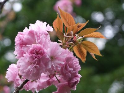 ささぶねの道（八重桜）
