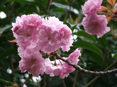 ささぶねの道（八重桜）
