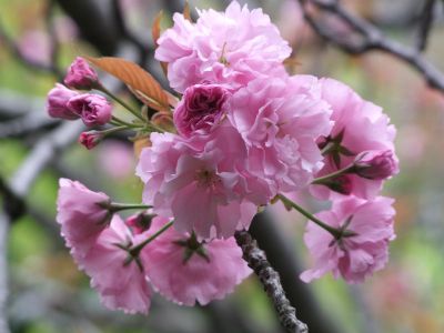 ささぶねの道（八重桜）
