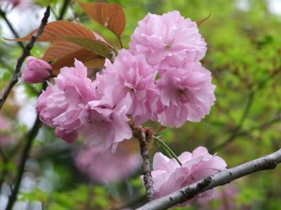 ささぶねの道（八重桜）
