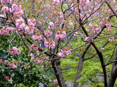 ささぶねの道（八重桜）

