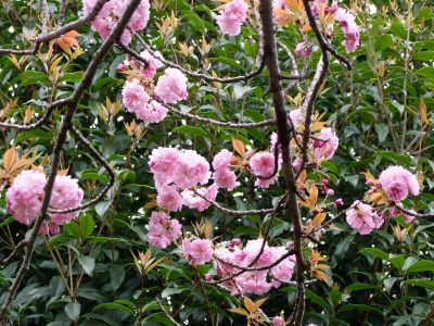 ささぶねの道（八重桜）
