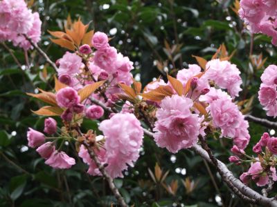 ささぶねの道（八重桜）
