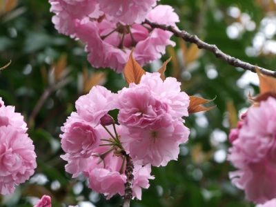 ささぶねの道（八重桜）
