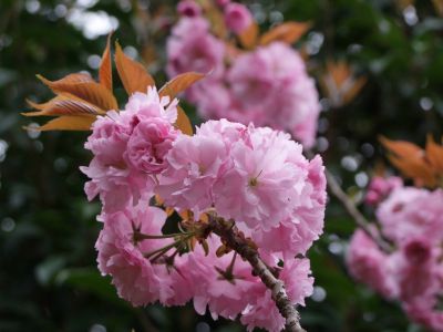 ささぶねの道（八重桜）
