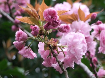 ささぶねの道（八重桜）
