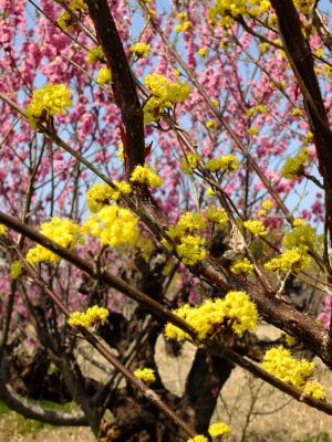 荏田南5丁目サンシュウユ
