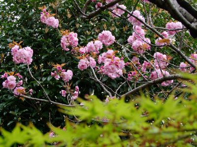 ささぶねの道（八重桜）
