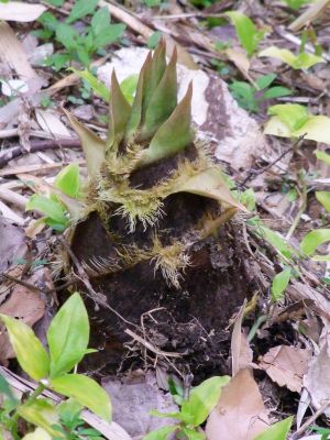 たけのこが顔を出しました
