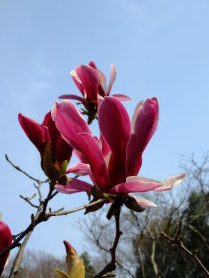 荏田東第一小学校
