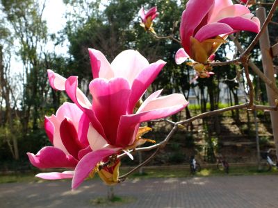 荏田東第一小学校
