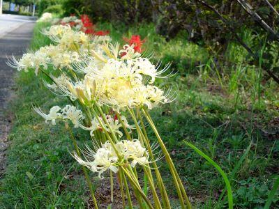 荏田南5丁目の曼珠沙華
