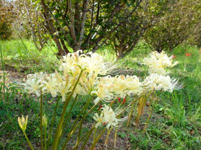 荏田南5丁目の曼珠沙華
