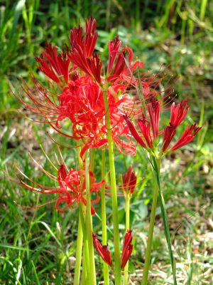荏田南5丁目の曼珠沙華
