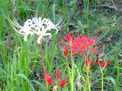 荏田南5丁目の曼珠沙華

