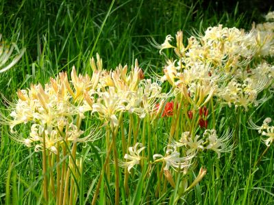 荏田南5丁目の曼珠沙華
