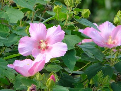 通称「柚木の丘」より
