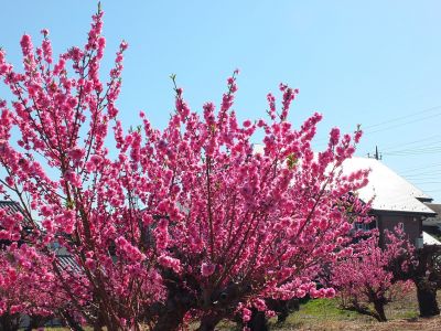 荏田南4丁目　桃の花
