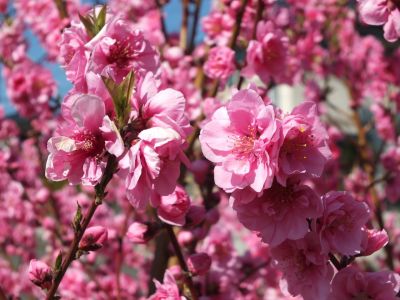 荏田南4丁目　桃の花
