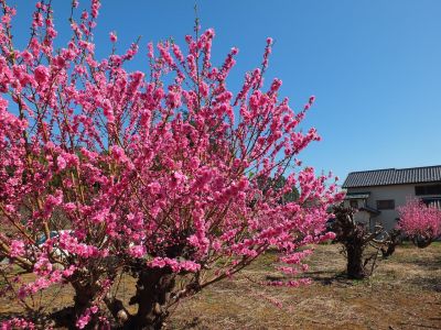 荏田南4丁目　桃の花
