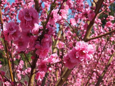荏田南4丁目　桃の花
