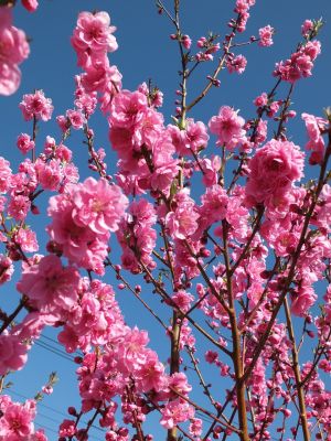 荏田南4丁目　桃の花

