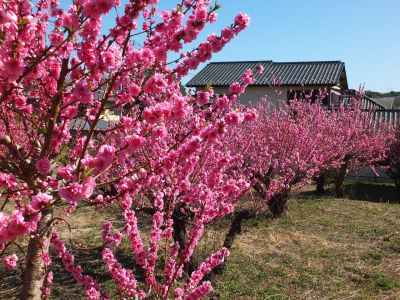 荏田南4丁目　桃の花
