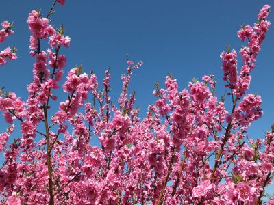 荏田南4丁目　桃の花
