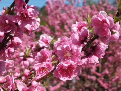 荏田南4丁目　桃の花
