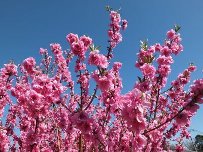 荏田南4丁目　桃の花
