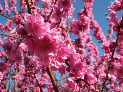 荏田南4丁目　桃の花
