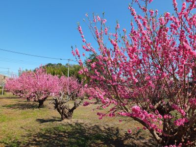 荏田南4丁目　桃の花
