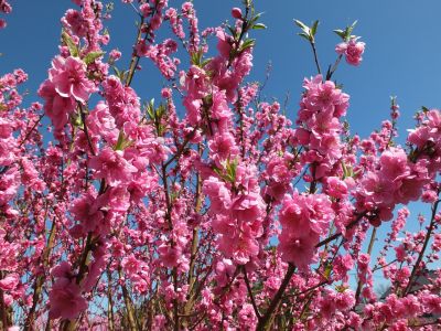 荏田南4丁目　桃の花
