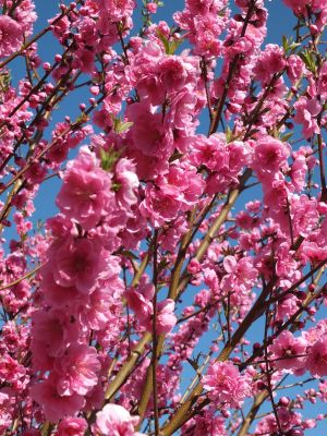 荏田南4丁目　桃の花
