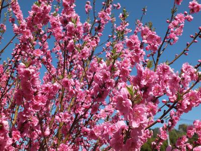 荏田南4丁目　桃の花

