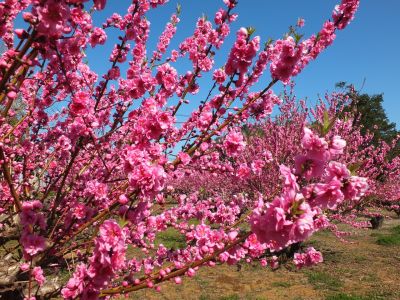 荏田南4丁目　桃の花
