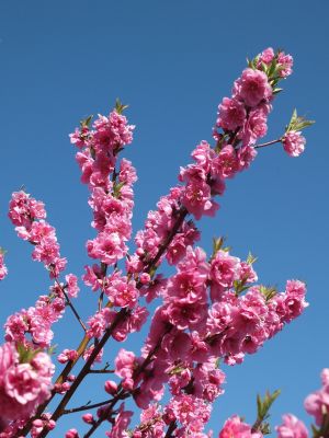 荏田南4丁目　桃の花
