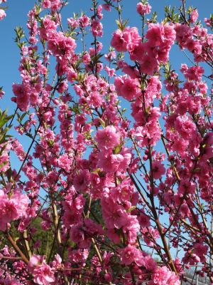 荏田南4丁目　桃の花
