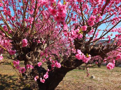 荏田南4丁目　桃の花

