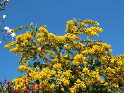 荏田南4丁目　ミモザ

