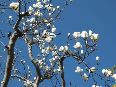 荏田南4丁目　白モクレン
