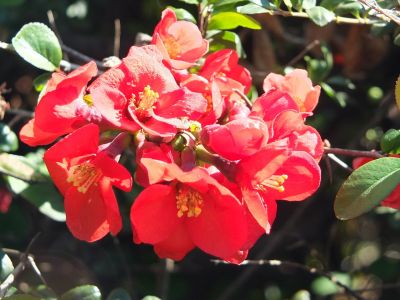 荏田南4丁目　木瓜の花
