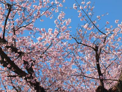 荏田小学校のオオカンザクラ(大寒桜)
