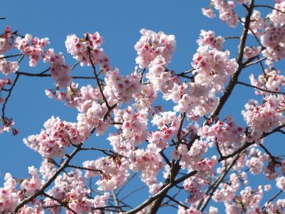 荏田小学校のオオカンザクラ(大寒桜)
