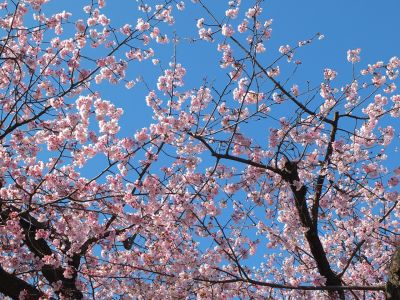 荏田小学校のオオカンザクラ(大寒桜)
