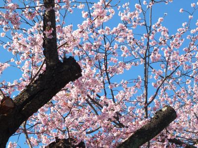 荏田小学校のオオカンザクラ(大寒桜)
